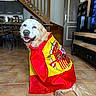 dog, golden_retriever, pet, animal, sitting, smiling, happy, long_hair, floppy_ears, collar, costume, flag, red, yellow, indoors, living_room, staircase, tile_floor, television, portrait