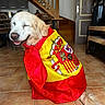 Moka participe au concours pour gagner de l'argent avec cette photo : dog, golden_retriever, pet, costume, clothing, flag, red, yellow, heraldic, royal, cheerful, smiling, sitting, indoors, staircase, tile_floor, home, furniture, portrait, photography