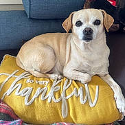 Toby is registered to the contest to win money with this photo: blue_couch, close_up, comfort, couch, dog, ears, fur, home, indoor, light_tan, looking_at_camera, nail, pet, pillow, plaid_blanket, relaxed, snout, text_on_pillow, thankful, yellow_pillow