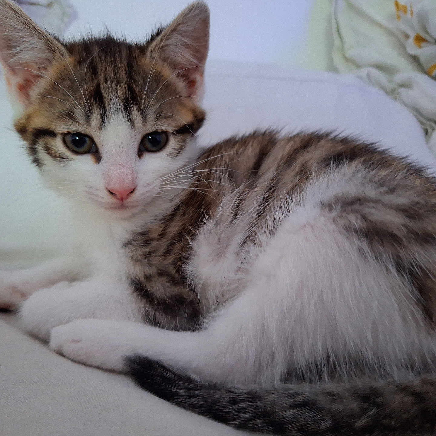 Lola a rejoint le concours — aidez-le/la à gagner de superbes lots ! animal, blanket, cat, cozy, curled_up, cute, ears, eyes, feline, indoor, kitten, pet, pillow, resting, soft_surface, tabby, tail, whiskers, white_fur, young_cat