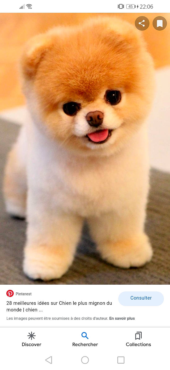 Roméo participe au concours pour gagner de l'argent avec cette photo : art, canidae, carnivore, companion_dog, dog, dog_breed, fawn, fur, non_sporting_group, photo_caption, photography, snout, sporting_group, terrestrial_animal, toy_dog, whiskers, working_animal