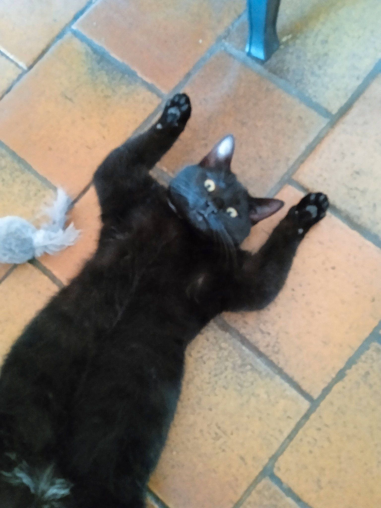 Réglisse participe au concours pour gagner de l'argent avec cette photo : black_cat, bombay, carnivore, cat, claw, companion_dog, dog_breed, domestic_short_haired_cat, felidae, floor, flooring, fur, gesture, hardwood, paw, shadow, small_to_medium_sized_cats, snout, tail, whiskers