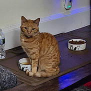 Shelby is registered to the contest to win money with this photo: blue_light, cat, cozy, device, domestic, feline, floor_mat, food_bowl, household, indoor, looking_at_camera, orange_tabby, pet, relaxed, sitting, striped, wall, water_bottle, water_bowl, wood_floor