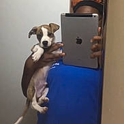 King is registered to the contest to win money with this photo: puppy, dog, person, mirror, selfie, tablet, head_wrap, blue_shirt, brown_and_white, indoor, hand, holding, wall, reflection, mobile_device, cute, pet, animal, young_dog, casual