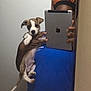 puppy, dog, person, mirror, selfie, tablet, head_wrap, blue_shirt, brown_and_white, indoor, hand, holding, wall, reflection, mobile_device, cute, pet, animal, young_dog, casual