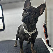 Luna is registered to the contest to win money with this photo: dog, french_bulldog, black_dog, pet, flower_necklace, animal, cute, standing, indoors, curious, ears_up, leash, close_up, portrait, companion, domestic_animal, looking_up, whiskers, floor, window