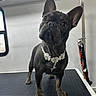 dog, french_bulldog, black_dog, pet, flower_necklace, animal, cute, standing, indoors, curious, ears_up, leash, close_up, portrait, companion, domestic_animal, looking_up, whiskers, floor, window