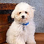 puppy, dog, white, fluffy, collar, pet, cute, sitting, indoor, wooden_chest, brown_surface, fur, animal, portrait, young, adorable, companion, friendly, cute_pet, domestic_animal