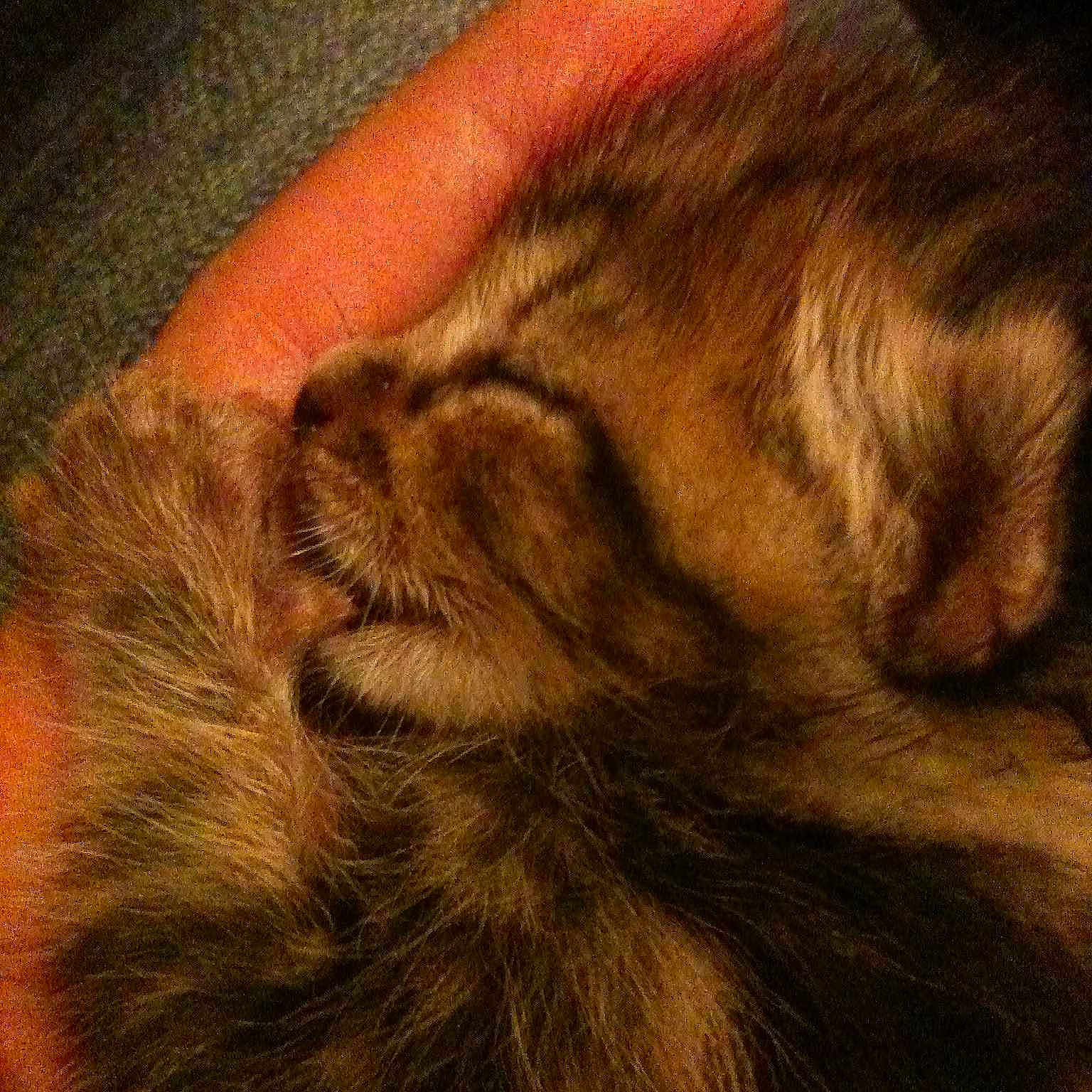 Gyzmo participe au concours pour gagner de l'argent avec cette photo :