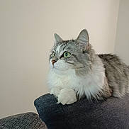 Lily participe au concours pour gagner de l'argent avec cette photo : cat, fluffy, green_eyes, gray_couch, indoor, pet, feline, sitting, looking_away, close_up, domestic_animal, whiskers, soft_fur, relaxed, household, animal, cute, calm, portrait, resting