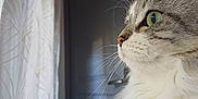 Lily a rejoint le concours — aidez-le/la à gagner de superbes lots ! cat, fluffy, green_eyes, window, curtains, indoor, side_profile, whiskers, domestic_cat, pet, feline, soft_light, door, contemplative, close_up, animal, fur, portrait, quiet, home