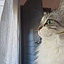 cat, fluffy, green_eyes, window, curtains, indoor, side_profile, whiskers, domestic_cat, pet, feline, soft_light, door, contemplative, close_up, animal, fur, portrait, quiet, home