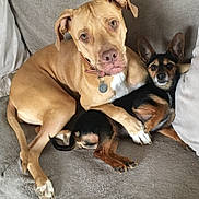 Naydana Harlow participe au concours pour gagner de l'argent avec cette photo : carnivoran, dog, dog_breed, dog_breed_group, dog_like_mammal, snout