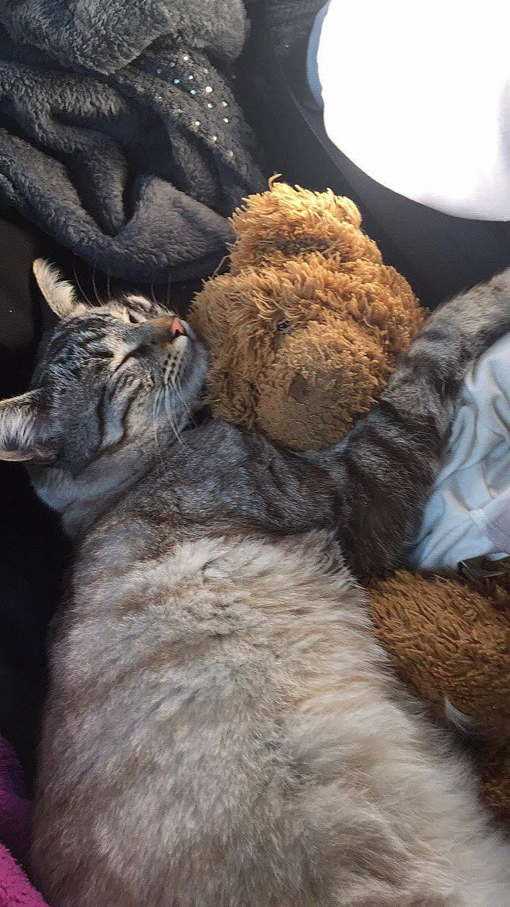 Felix participe au concours pour gagner de l'argent avec cette photo : carnivore, cat, domestic_short_haired_cat, european_shorthair, fawn, felidae, fur, german_rex, small_to_medium_sized_cats, tabby_cat, whiskers