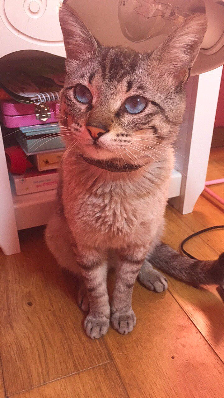 Felix a rejoint le concours — aidez-le/la à gagner de superbes lots ! arabian_mau, asian, carnivore, cat, domestic_short_haired_cat, egyptian_mau, european_shorthair, felidae, german_rex, kitten, mammal, ocicat, oriental_longhair, oriental_shorthair, pixie_bob, small_to_medium_sized_cats, snout, tabby_cat, vertebrate, whiskers