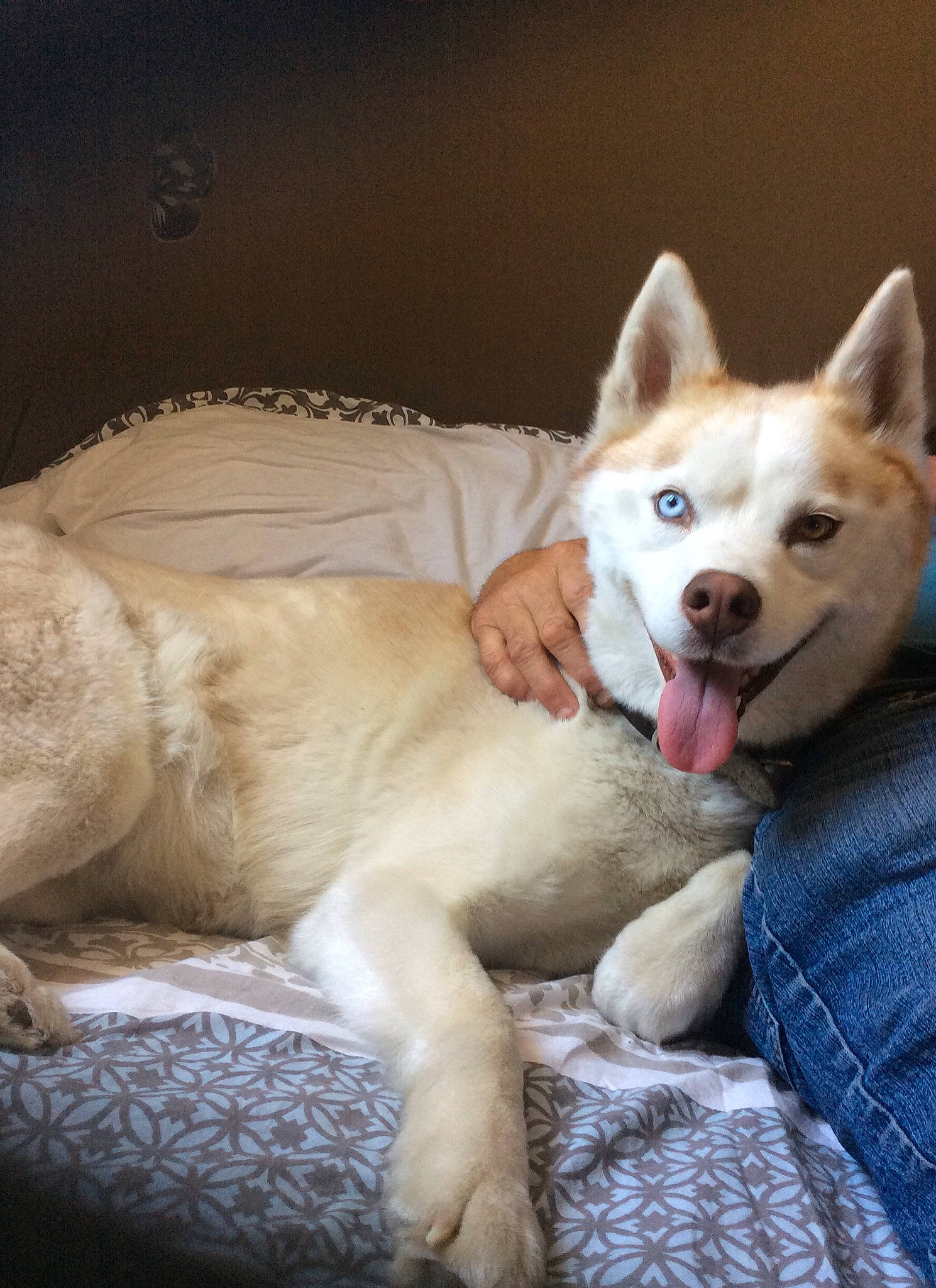 Hatika participe au concours pour gagner de l'argent avec cette photo : akita, akita_inu, canaan_dog, canidae, carnivore, dog, dog_breed, fawn, kishu, korean_jindo_dog, labrador_husky, mammal, non_sporting_group, norwegian_buhund, nose, rare_breed_dog, shiba_inu, siberian_husky, vertebrate