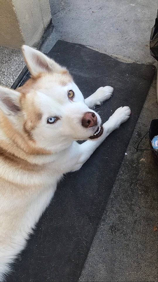 Hatika participe au concours pour gagner de l'argent avec cette photo : akita, canaan_dog, canidae, carnivore, dog, dog_breed, fawn, kintamani, korean_jindo_dog, labrador_husky, mammal, norwegian_buhund, nose, rare_breed_dog, siberian_husky, sled_dog, sporting_group, tamaskan_dog, vertebrate, wolfdog