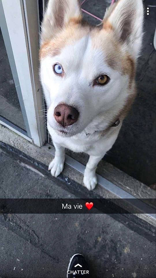 Hatika participe au concours pour gagner de l'argent avec cette photo : akita, canaan_dog, canidae, carnivore, dog, dog_breed, eye, greenland_dog, korean_jindo_dog, mammal, nose, rare_breed_dog, saarloos_wolfdog, sakhalin_husky, shikoku, siberian_husky, sled_dog, snout, street_dog, vertebrate