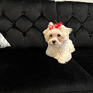 Remi Dior is registered to the contest to win money with this photo: puppy, dog, white, fluffy, bow, red_bow, couch, black_couch, indoor, pet, animal, cute, small_dog, fur, portrait, relaxed, home, furniture, adorable, sitting