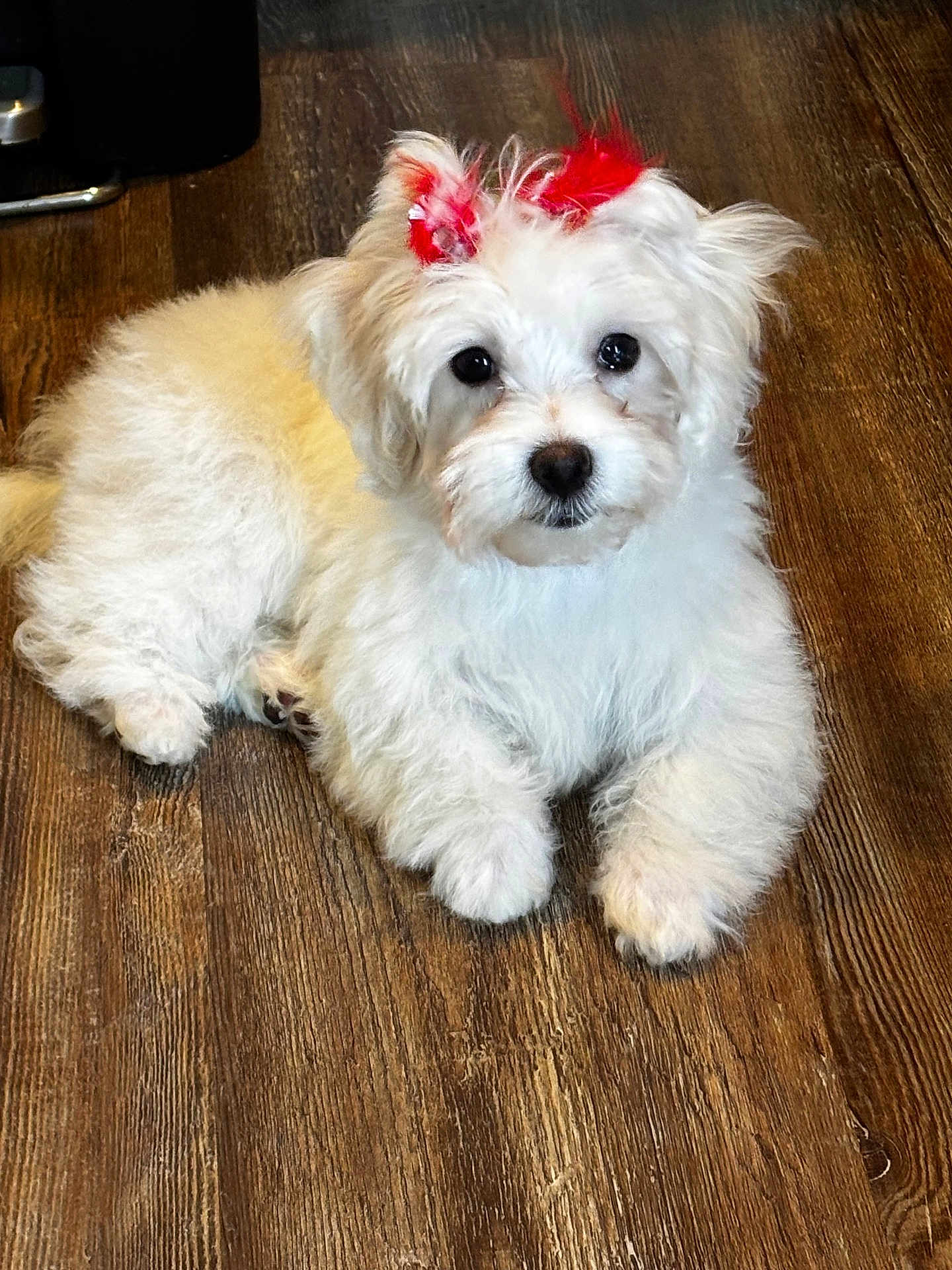 Remi Dior is registered to the contest to win money with this photo: puppy, dog, white_fur, red_bow, pet, cute, fluffy, indoor, wooden_floor, animal, small_dog, adorable, companion, domestic_animal, fur, laying_down, looking_at_camera, cute_pet, friendly, young_dog