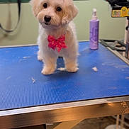 Remi Dior joined the competition — help win amazing prizes! animal, bottle, bow, canine, cute, decorative, dog, domestic_animal, fluffy, fur, grooming_table, indoor, looking_at_camera, pet, pink_bow, room, small_dog, table, white_fur, window