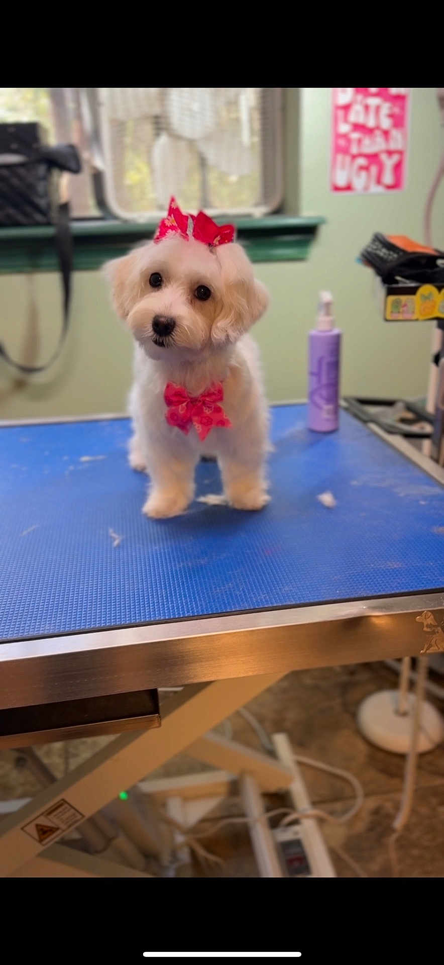 Remi Dior joined the competition — help win amazing prizes! animal, bottle, bow, canine, cute, decorative, dog, domestic_animal, fluffy, fur, grooming_table, indoor, looking_at_camera, pet, pink_bow, room, small_dog, table, white_fur, window