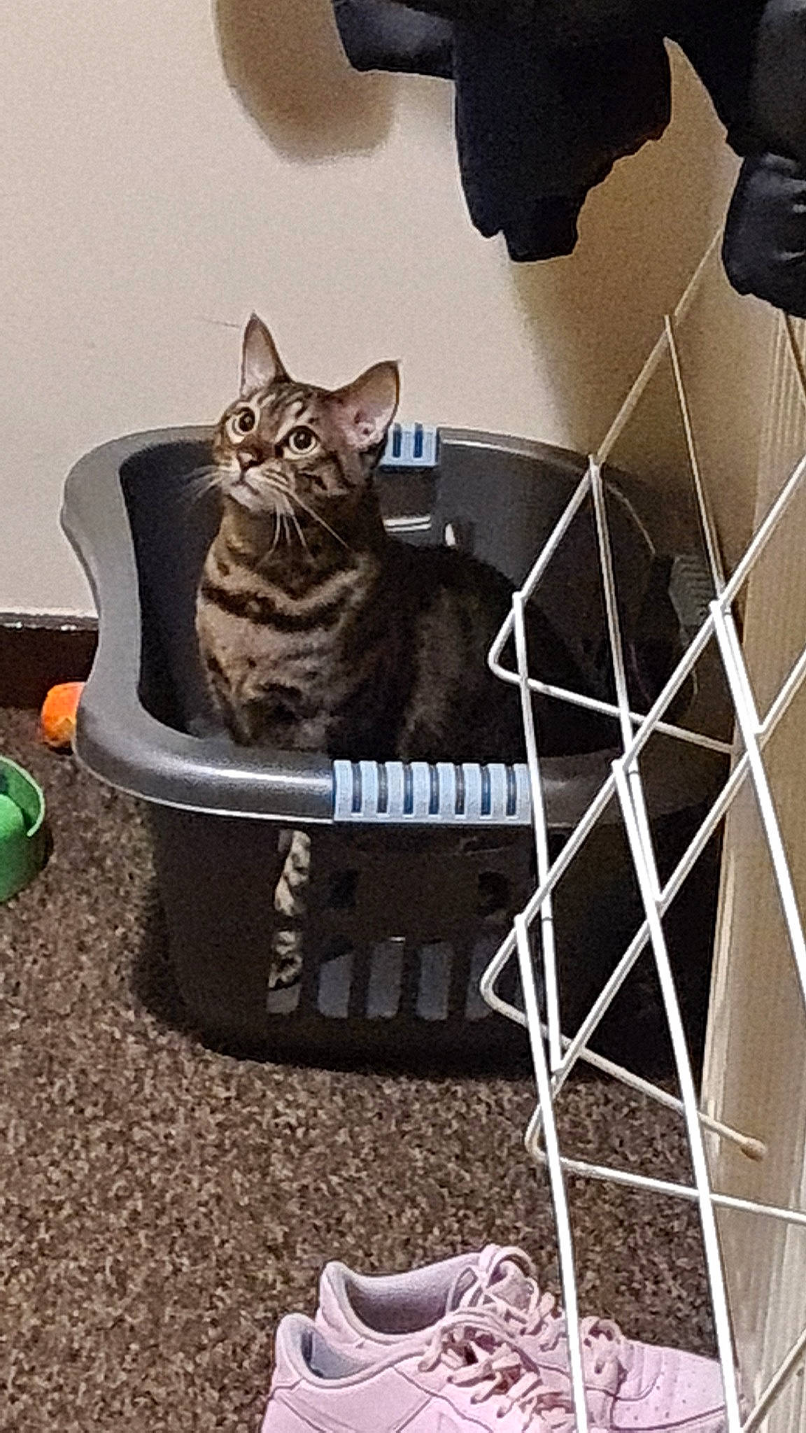 Benji is registered to the contest to win money with this photo: automotive_tire, bag, carnivore, cat, comfort, domestic_short_haired_cat, felidae, flooring, grass, grey, metal, pattern, shadow, sitting, small_to_medium_sized_cats, snout, tail, tire, whiskers, white