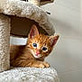 kitten, cat, orange_tabby, blue_eyes, cat_tree, furry, pet, indoor, cute, animal, young, curious, soft, fluffy, relaxed, closeup, whiskers, ears, paw, feline
