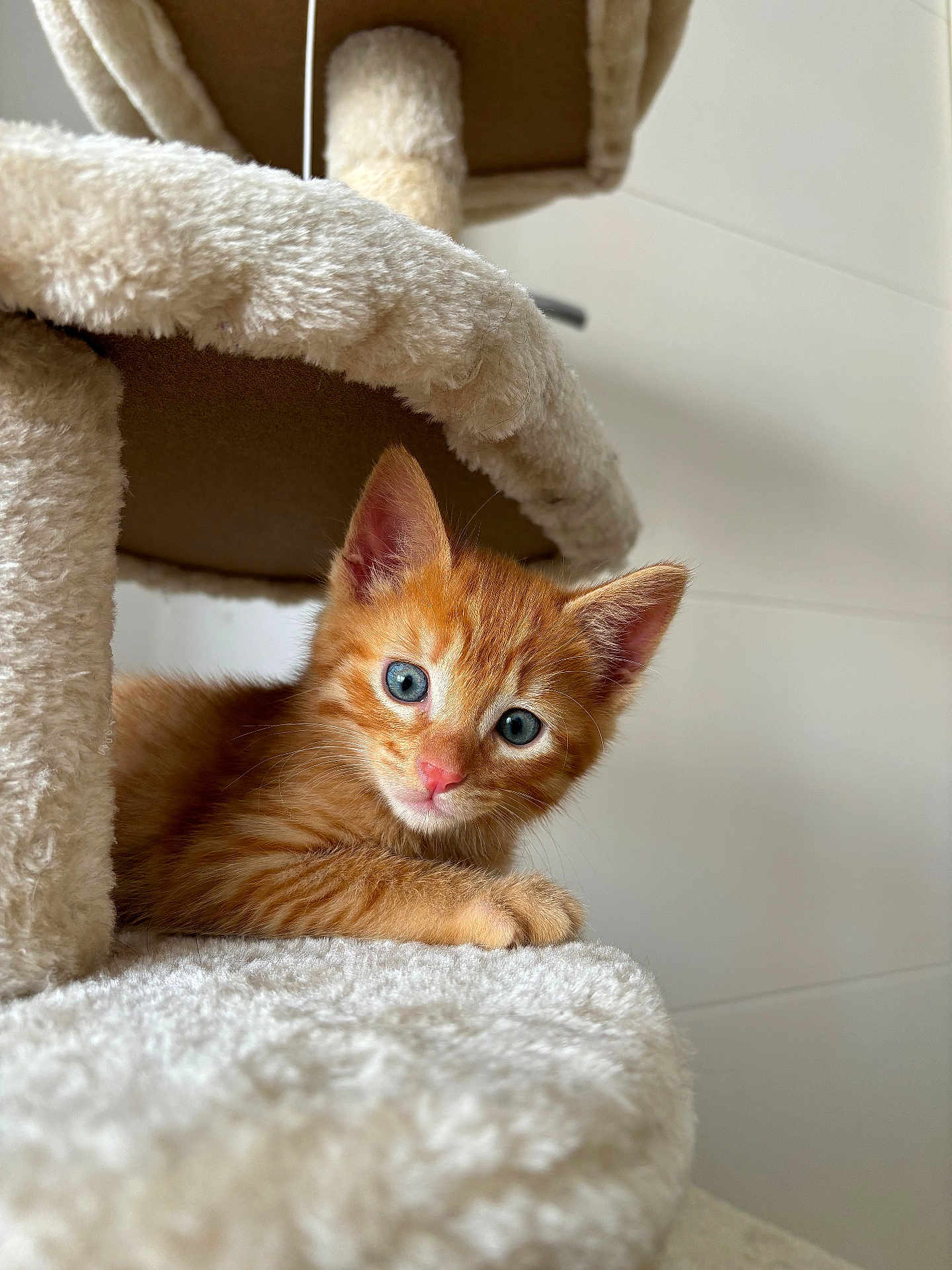 Sky participe au concours pour gagner de l'argent avec cette photo : kitten, cat, orange_tabby, blue_eyes, cat_tree, furry, pet, indoor, cute, animal, young, curious, soft, fluffy, relaxed, closeup, whiskers, ears, paw, feline