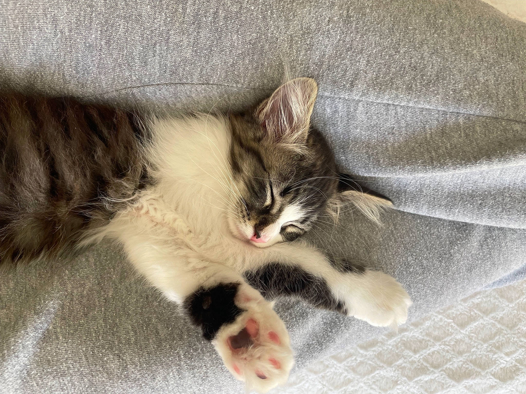 Yara participe au concours pour gagner de l'argent avec cette photo : carnivore, cat, claw, comfort, domestic_short_haired_cat, felidae, foot, fur, grey, human_leg, paw, photo_caption, small_to_medium_sized_cats, snout, tail, whiskers