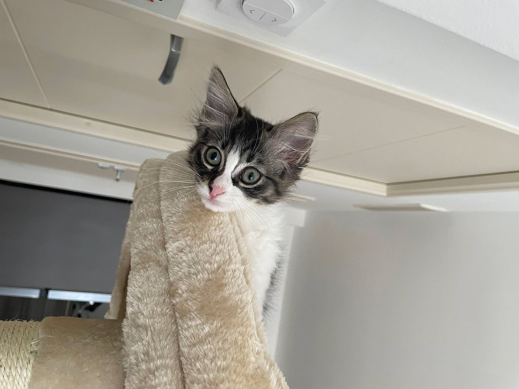 Yara a rejoint le concours — aidez-le/la à gagner de superbes lots ! carnivore, cat, ceiling, comfort, domestic_short_haired_cat, door, felidae, flooring, fur, grey, hardwood, linens, paw, room, small_to_medium_sized_cats, stairs, tail, whiskers, wood