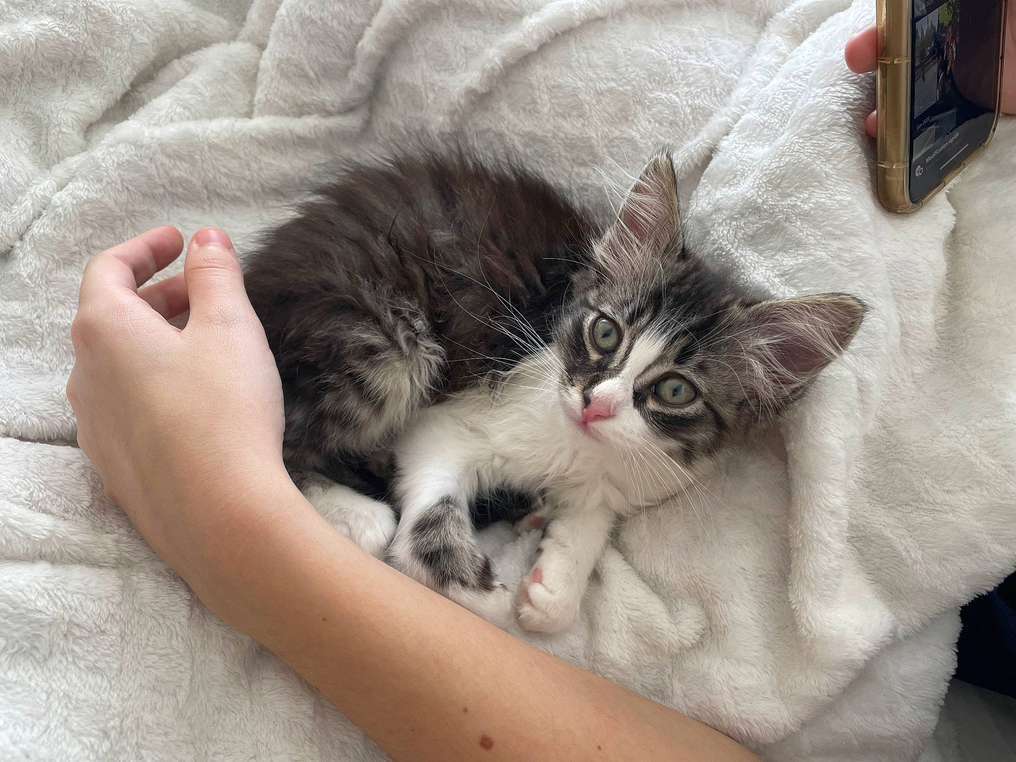 Yara participe au concours pour gagner de l'argent avec cette photo : carnivore, cat, claw, comfort, couch, domestic_short_haired_cat, felidae, fur, nail, nap, paw, small_to_medium_sized_cats, snout, tail, vertebrate, whiskers