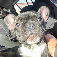 Sky participe au concours pour gagner de l'argent avec cette photo : dog, puppy, french_bulldog, car, seatbelt, person, sunlight, black_fur, white_fur, pet, animal, closeup, inside, vehicle, driver, human, ears, nose, whiskers, lap