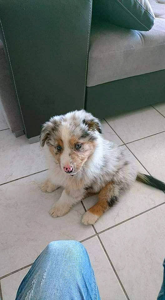 Nasko a rejoint le concours — aidez-le/la à gagner de superbes lots ! canidae, carnivore, companion_dog, couch, dog, dog_breed, floor, flooring, fur, hardwood, koolie, paw, snout, sporting_group, terrestrial_animal, terrier, toy_dog, whiskers, working_animal, working_dog