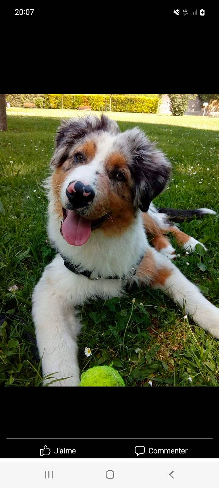 Nasko a rejoint le concours — aidez-le/la à gagner de superbes lots ! australian_collie, australian_shepherd, ball, canidae, carnivore, companion_dog, dog, dog_breed, fang, grass, herb, herding_dog, miniature_australian_shepherd, plant, puppy, snout, sporting_group, terrestrial_animal, whiskers, working_dog