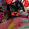 Oliver is registered to the contest to win money with this photo: puppy, dog, blanket, indoor, filter, digital_filter, glasses, ears, nose, cute, pet, animal, lying_down, colorful, soft, cozy, young_dog, resting, playful, fun