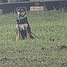 Oliver is registered to the contest to win money with this photo: dog, grass, outdoor, green_collar, target, yard, pet, animal, sitting, brown, black, fence, garden, nature, young_dog, leash, plants, daylight, canine, portrait