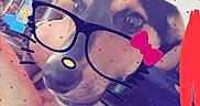 Oliver is registered to the contest to win money with this photo: dog, pet, blanket, glasses_filter, digital_filter, whiskers, pink_bow, hearts, indoor, lamp, furniture, cute, animal, face, nose, ears, relaxing, cozy, closeup, soft_lighting