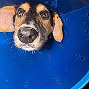 Oliver joined the competition — help win amazing prizes! dog, close_up, cone, blue, pet, animal, ears, face, nose, whiskers, indoor, looking_up, curious, sad, domestic_animal, muzzle, portrait, cute, canine, head