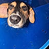 dog, close_up, cone, blue, pet, animal, ears, face, nose, whiskers, indoor, looking_up, curious, sad, domestic_animal, muzzle, portrait, cute, canine, head