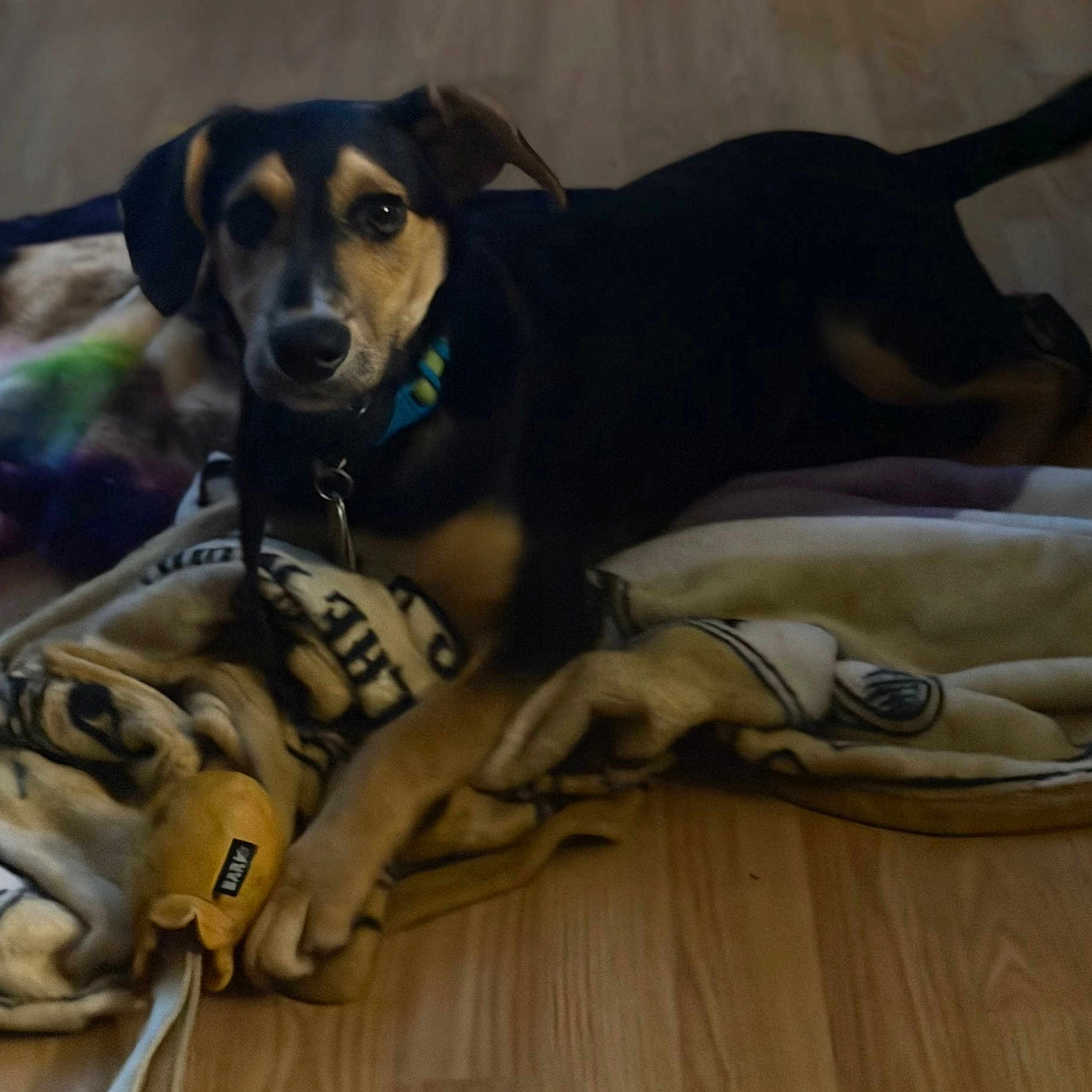 Oliver is registered to the contest to win money with this photo: dog, blanket, toy, wooden_floor, indoor, pet, canine, lying_down, collar, brown, black, playful, curious, domestic, animal, fur, ears, flooring, comfort, relaxing