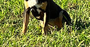 Peaches joined the competition — help win amazing prizes! alert, animal, black, canine, collar, daylight, dog, domestic, field, fur, grass, green, mammal, nature, outdoor, pet, portrait, sitting, sunlight, tan