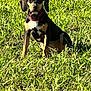 Peaches joined the competition — help win amazing prizes! dog, grass, outdoor, pet, collar, animal, nature, black, tan, sitting, sunlight, green, fur, alert, canine, mammal, field, portrait, daylight, domestic