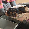 dog, black_and_tan, blanket, couch, leather, laptop, phone, indoor, pet, resting, cozy, home, furniture, soft, pink, floral, relaxed, animal, table, technology