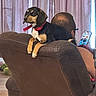 dog, recliner, indoor, person, phone, curtains, glasses, brown_furniture, pet, collar, relaxing, seated, home, back_view, light, calm, casual, wood_floor, technology, companionship