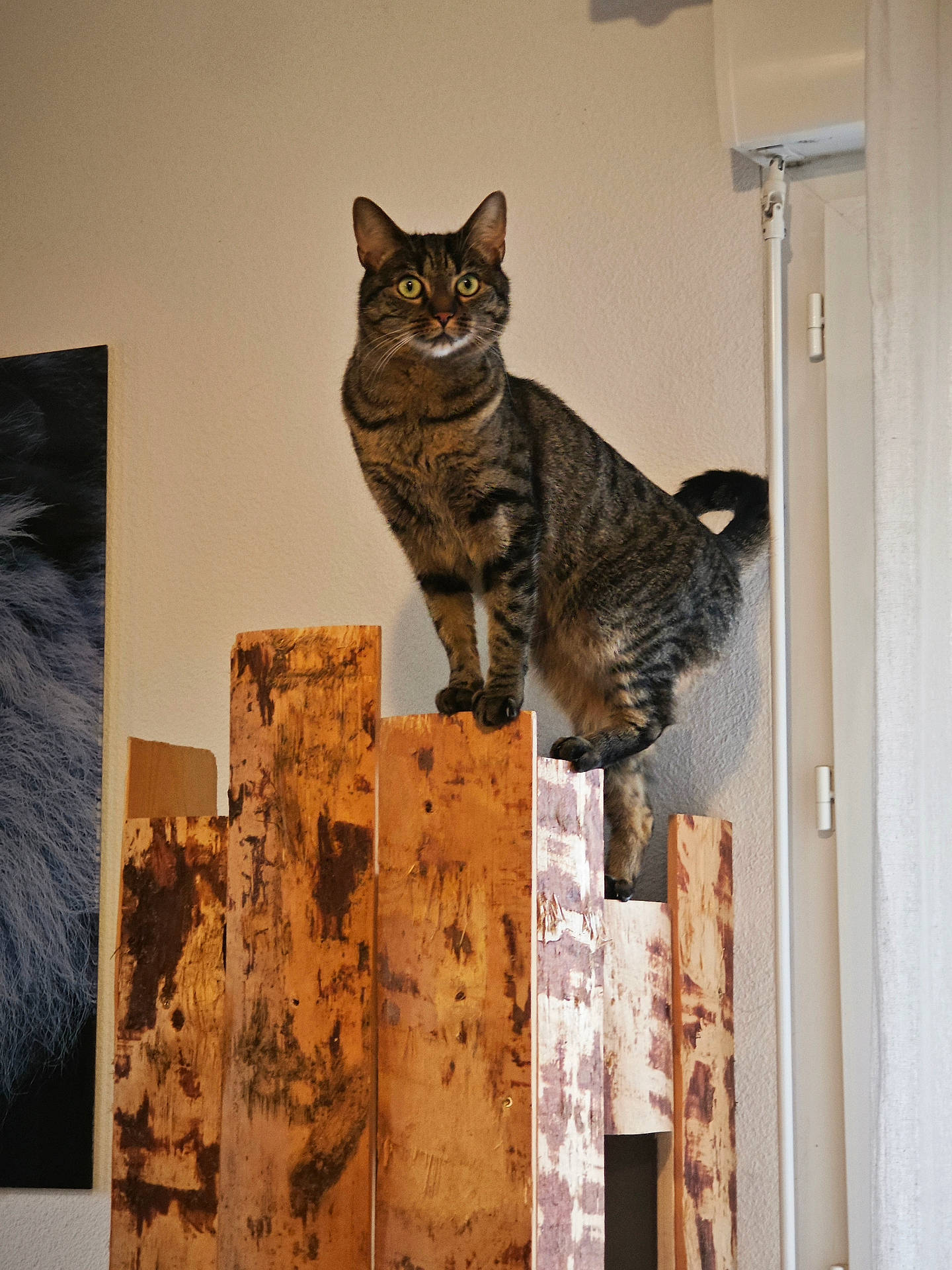 Ninja participe au concours pour gagner de l'argent avec cette photo : animal, cat, cozy, curious, curtain, ears, eyes, feline, fur, home, indoor, pet, poster, rustic, standing, tabby, tail, wall, whiskers, wooden_structure