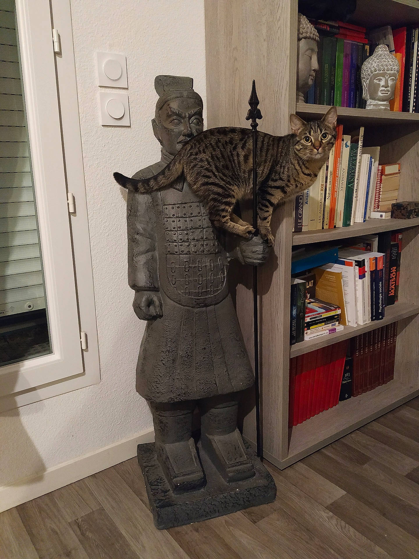 Ninja a rejoint le concours — aidez-le/la à gagner de superbes lots ! animal, books, bookshelf, buddha, cat, curious, decor, feline, indoor, pet, reading, room, sculpture, shelf, spearman, statue, tabby_cat, wall, window, wooden_floor