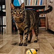 Ninja participe au concours pour gagner de l'argent avec cette photo : alert, animal, bookshelf, brown, cat, curious, domestic, ears, floor, furniture, indoor, living_room, pet, plush, striped, tabby, tail, toy, whiskers, wooden_floor