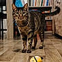cat, tabby, toy, plush, wooden_floor, indoor, bookshelf, furniture, pet, animal, curious, alert, brown, striped, floor, living_room, domestic, whiskers, tail, ears