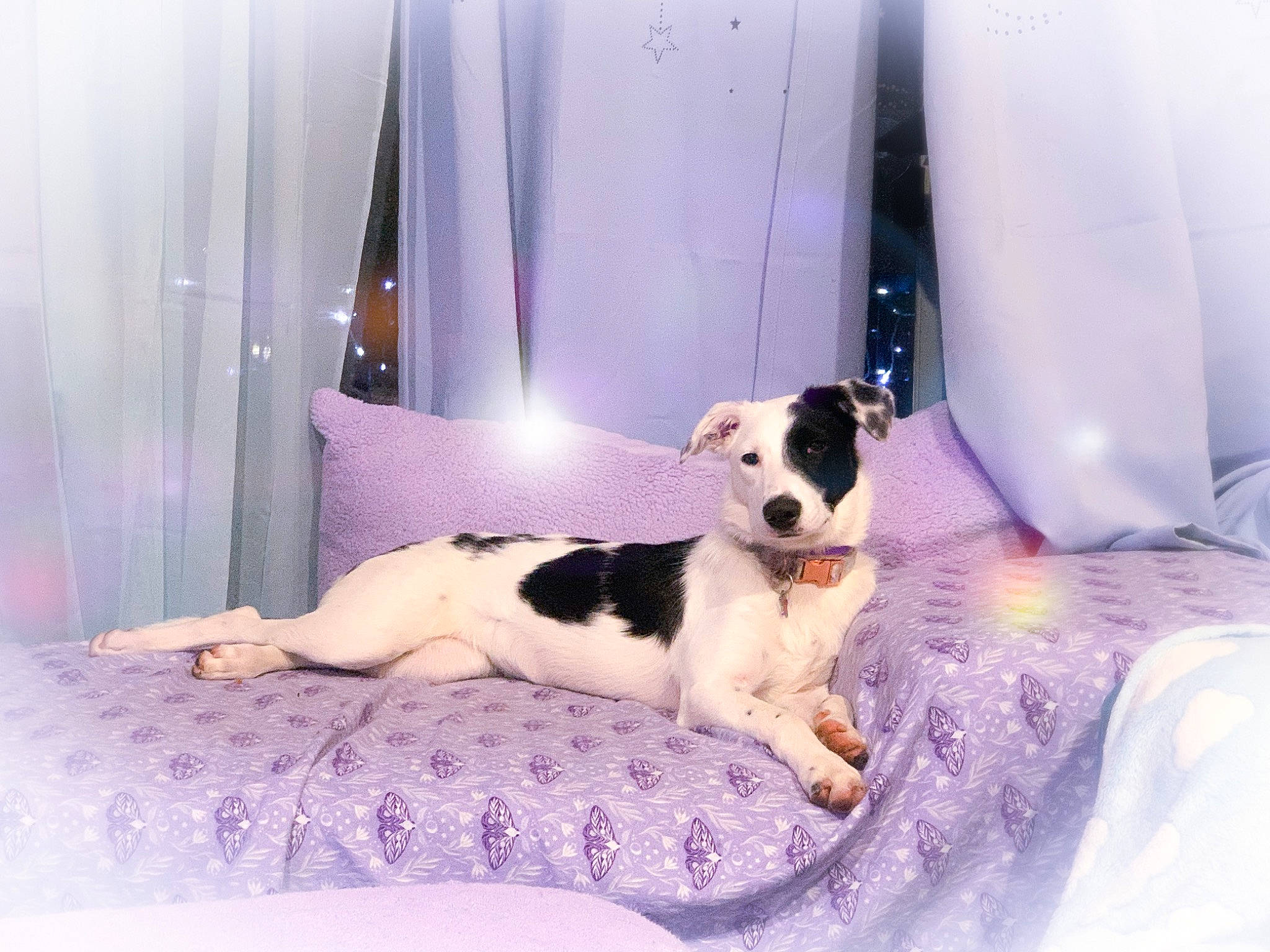 Opal joined the competition — help win amazing prizes! bed, bedding, carnivore, comfort, companion_dog, curtain, dog, dog_breed, fawn, felidae, fur, human_leg, interior_design, linens, paw, purple, room, small_to_medium_sized_cats, tail, textile